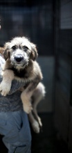FRIKADELLE, Hund, Mischlingshund in Rumänien - Bild 1