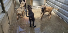 FRIKADELLE, Hund, Mischlingshund in Rumänien - Bild 4