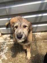 FRIKADELLE, Hund, Mischlingshund in Rumänien - Bild 6