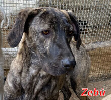 ZEBU, Hund, Mischlingshund in Italien - Bild 1