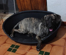 ZEBU, Hund, Mischlingshund in Italien - Bild 12