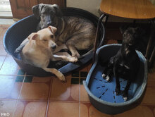 ZEBU, Hund, Mischlingshund in Italien - Bild 14