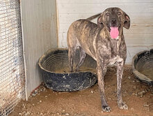 ZEBU, Hund, Mischlingshund in Italien - Bild 4