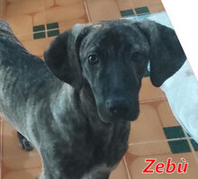 ZEBU, Hund, Mischlingshund in Italien - Bild 8