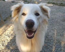 HULIO, Hund, Herdenschutzhund-Mix in Griechenland