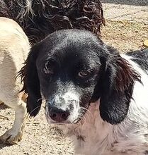 TORIN, Hund, Mischlingshund in Slowakische Republik