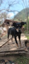 MAYLA, Hund, Mischlingshund in Rumänien