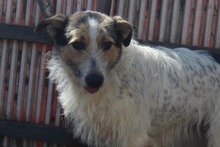 GIPSY, Hund, Mischlingshund in Rumänien
