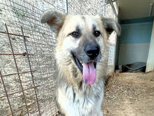 PITI, Hund, Mischlingshund in Italien - Bild 1