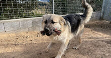 PITI, Hund, Mischlingshund in Italien - Bild 12