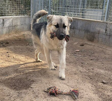 PITI, Hund, Mischlingshund in Italien - Bild 13