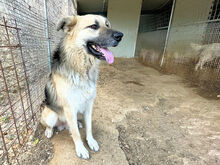 PITI, Hund, Mischlingshund in Italien - Bild 3