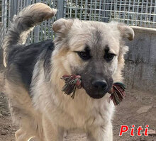 PITI, Hund, Mischlingshund in Italien - Bild 7