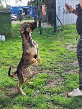 SACI, Hund, Mischlingshund in Ungarn - Bild 6