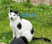 BRNJO, Katze, Europäisch Kurzhaar in Bosnien und Herzegowina - Bild 1