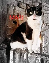 MARI, Katze, Europäisch Kurzhaar in Gelsenkirchen - Bild 1