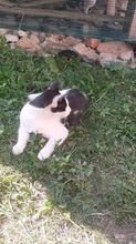 MILI, Katze, Europäisch Kurzhaar in Bosnien und Herzegowina - Bild 3