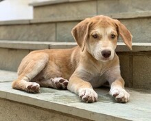 FRIDAY, Hund, Mischlingshund in Griechenland