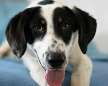 BOUBOU, Hund, Mischlingshund in Griechenland