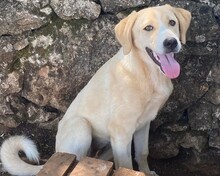 MILA, Hund, Labrador-Mix in Griechenland
