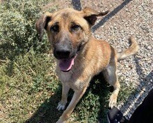 DIO, Hund, Mischlingshund in Griechenland