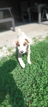 CATALINA, Hund, Mischlingshund in Rumänien