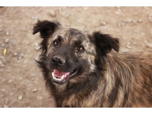 NIKO, Hund, Mischlingshund in Rumänien - Bild 2