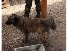 NIKO, Hund, Mischlingshund in Rumänien - Bild 3