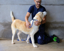 RODDIE, Hund, Mischlingshund in Italien - Bild 3