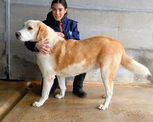 RODDIE, Hund, Mischlingshund in Italien - Bild 4