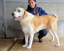 RODDIE, Hund, Mischlingshund in Italien - Bild 5
