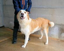 RODDIE, Hund, Mischlingshund in Italien - Bild 8