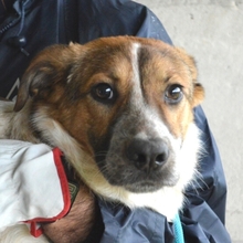 TEREO, Hund, Mischlingshund in Italien - Bild 1