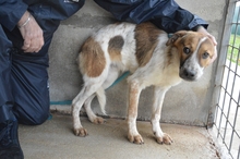 TEREO, Hund, Mischlingshund in Italien - Bild 5
