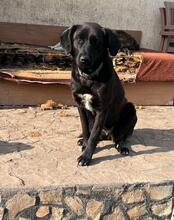 RIGA, Hund, Mischlingshund in Bulgarien - Bild 1