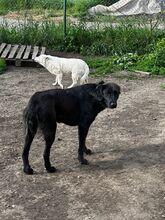 RIGA, Hund, Mischlingshund in Bulgarien - Bild 10