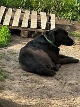 RIGA, Hund, Mischlingshund in Bulgarien - Bild 11