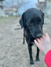 RIGA, Hund, Mischlingshund in Bulgarien - Bild 15