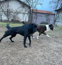 RIGA, Hund, Mischlingshund in Bulgarien - Bild 16