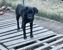 RIGA, Hund, Mischlingshund in Bulgarien - Bild 17
