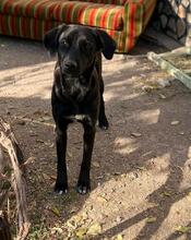 RIGA, Hund, Mischlingshund in Bulgarien - Bild 19