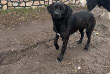 RIGA, Hund, Mischlingshund in Bulgarien - Bild 2