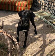 RIGA, Hund, Mischlingshund in Bulgarien - Bild 21