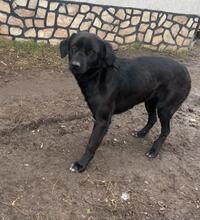 RIGA, Hund, Mischlingshund in Bulgarien - Bild 3