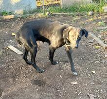 RIGA, Hund, Mischlingshund in Bulgarien - Bild 30