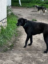RIGA, Hund, Mischlingshund in Bulgarien - Bild 8