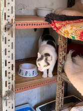 MADDIE, Katze, Hauskatze in Bulgarien - Bild 4