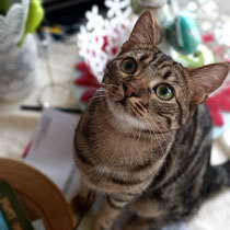 ELLAINE, Katze, Hauskatze in Bulgarien - Bild 10