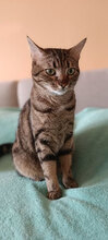 ELLAINE, Katze, Hauskatze in Bulgarien - Bild 12