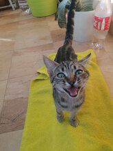ELLAINE, Katze, Hauskatze in Bulgarien - Bild 5